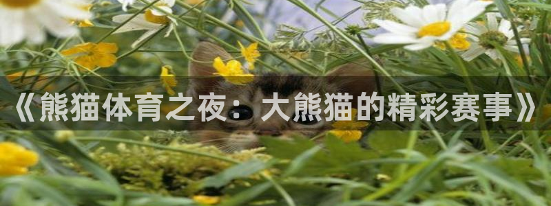《熊猫体育之夜：大熊猫的精彩赛事》