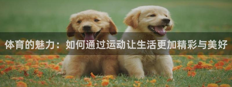 体育的魅力：如何通过运动让生活更加精彩与美好